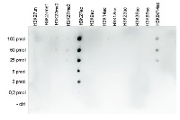 H3K27ac | Histone H3 acetylated lysine 27 (ChIP grade) in the group Antibodies Plant/Algal / DNA/RNA/Cell Cycle / Epigenetics/DNA methylation at Agrisera AB (Antibodies for research) (AS16 3195)